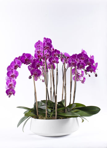 Specialty Orchids