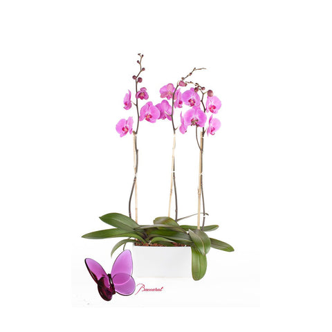 "Orchids with Love" Special gift for Mom