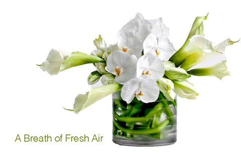 "A Breath of Fresh Air"